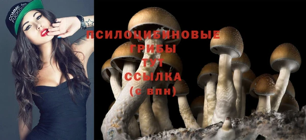 стаф Арсеньев